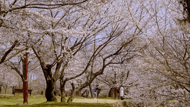 Cherry blossoms in full bloom in a park