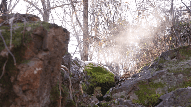 Steam shining through trees in forest