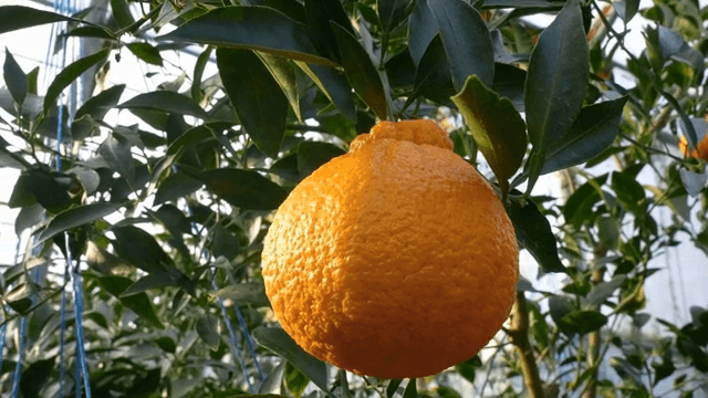 나무 가지에 매달린 잘 익은 오렌지