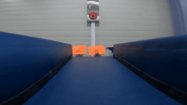 Conveyor belt transporting walnuts