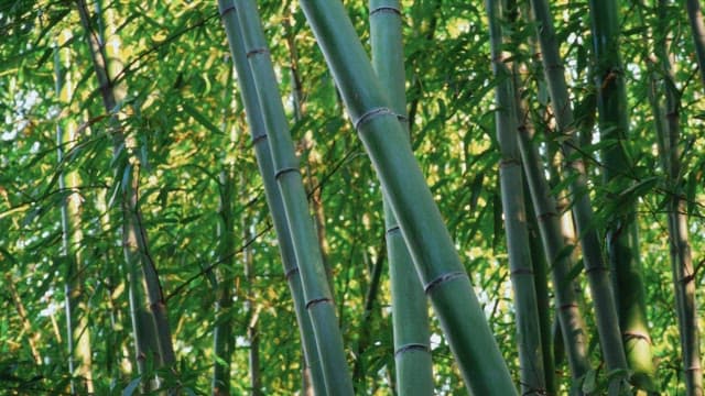 Green bamboo forest with sunlight