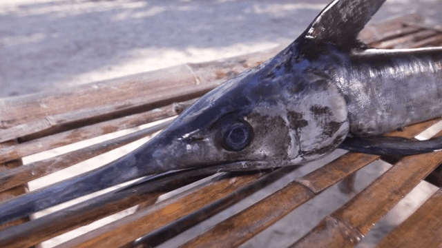 해변의 대나무 테이블 위의 황새치