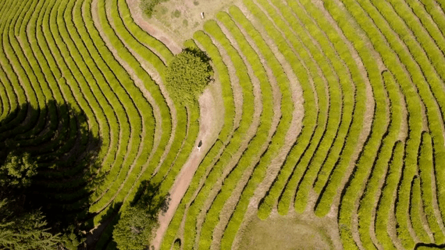 Lush green tea plantation with winding paths