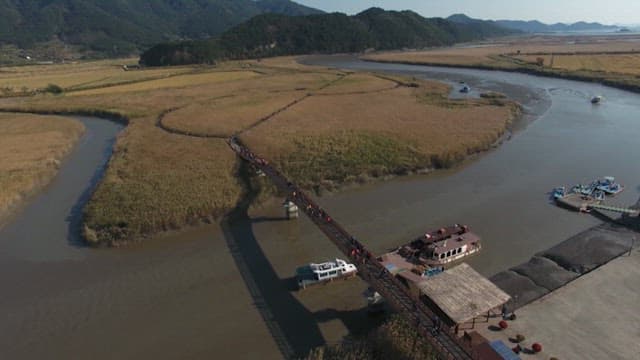 갈대밭이 펼쳐진 습지와 오리 무리