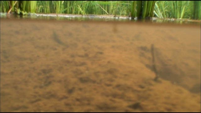 자연 담수 서식지에 사는 드렁허리