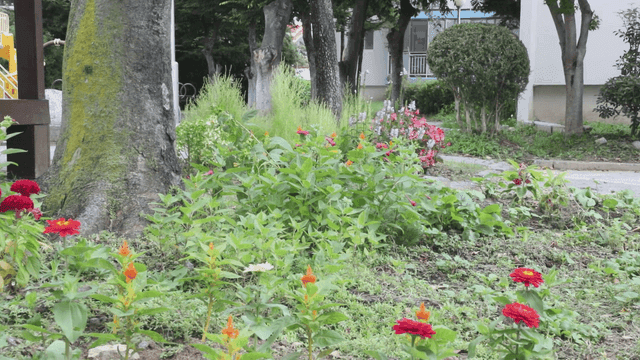 Flower garden beside apartment walkway