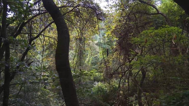 푸르른 자연이 가득한 고요한 숲 풍경