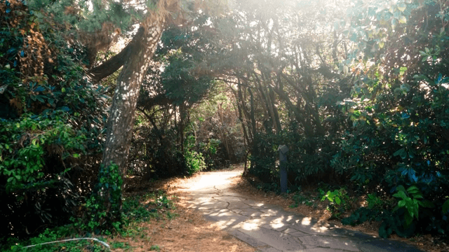 나무로 둘러싸인 햇살 가득한 숲길