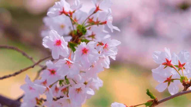 가지에 만개한 벚꽃