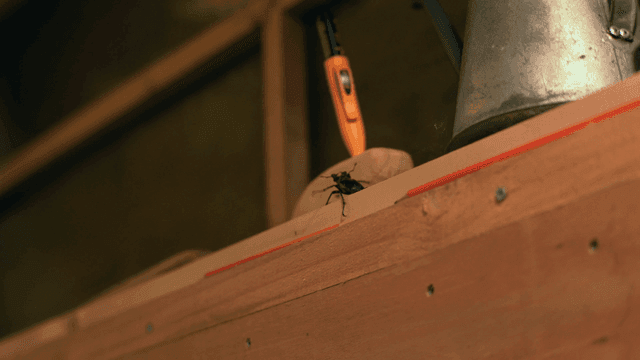 나무 선반 위를 기어가는 사슴벌레