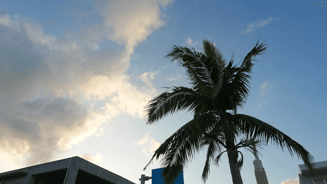 Palm tree against a cloudy sky