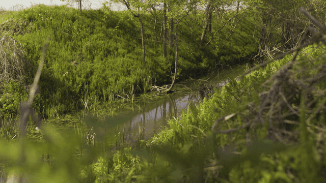 Quiet stream surrounded by green vegetation