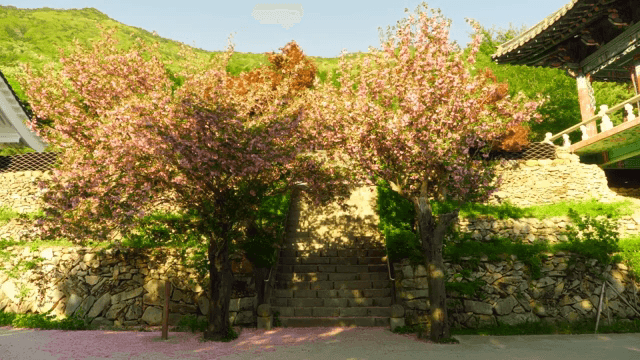 Cherry blossom trees in full bloom, bathed in sunlight
