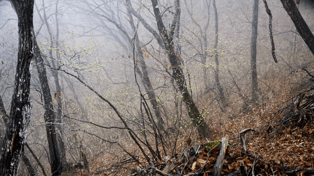 새싹이 돋아나는 안개 낀 숲