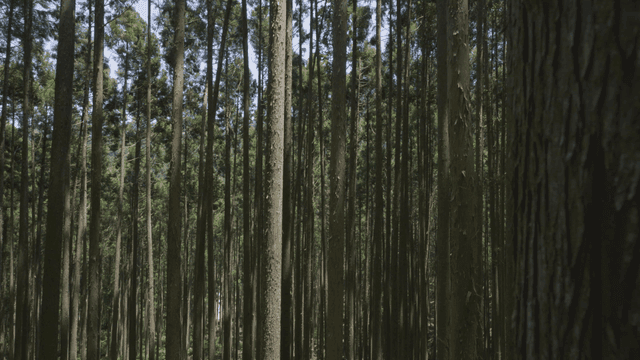 키 큰 나무들이 있는 울창한 숲