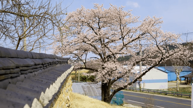 전통 담장 옆 벚꽃나무