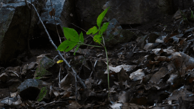 Small plant growing among rocks