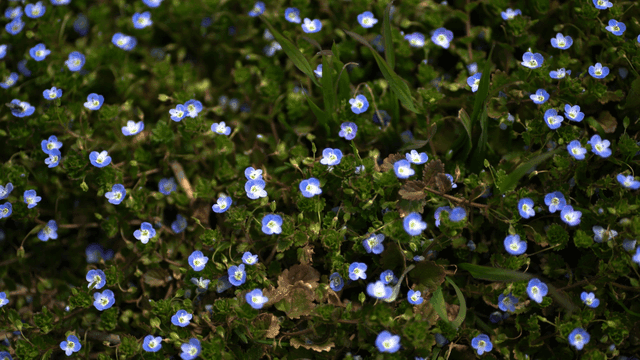 A cluster of small blue flowers in bloom