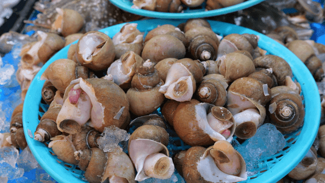 파란 바구니에 담긴 신선한 소라