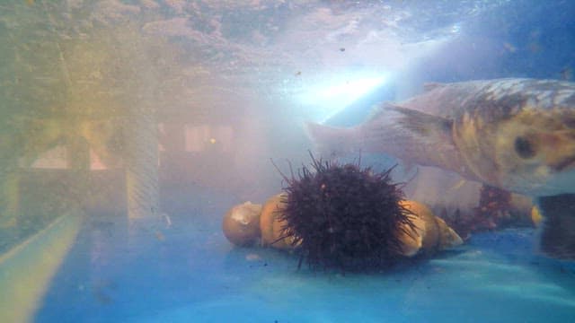 Fish swimming near sea urchins in a tank