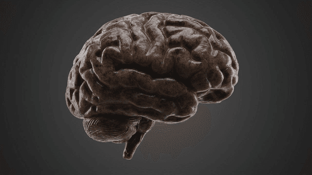 Detail of darkening human brain model