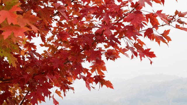 Vibrant red autumn leaves on a branch