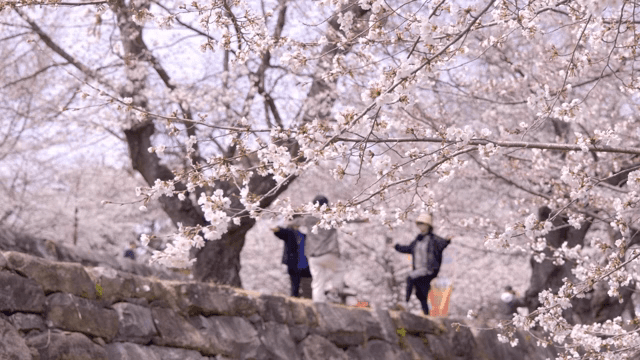 벚꽃이 만개한 풍경과 사람들