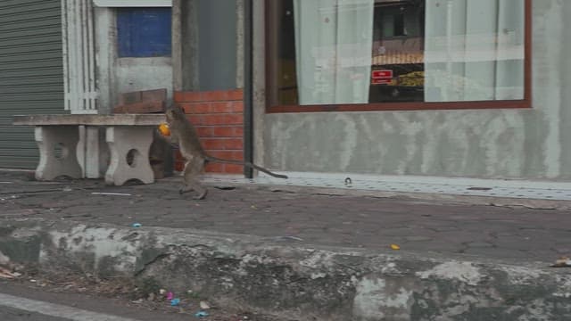 거리에 떨어진 오렌지를 주워가는 원숭이