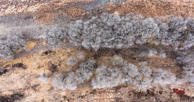 나뭇잎이 없는 겨울 나목으로 가득해 황량한 눈 덮인 숲