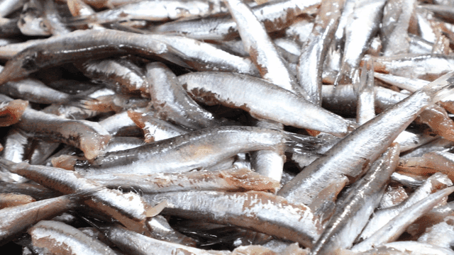 Sight of fresh anchovies piled up