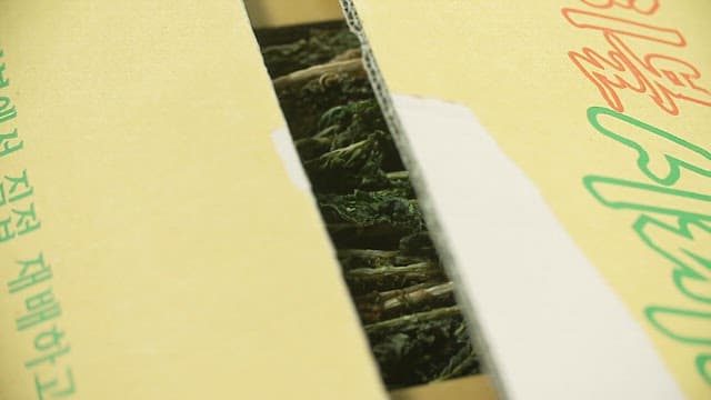 판매를 위해 상자에 가지런히 담긴 시래기