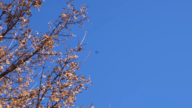 Clear sky, birds, and autumn tree branches