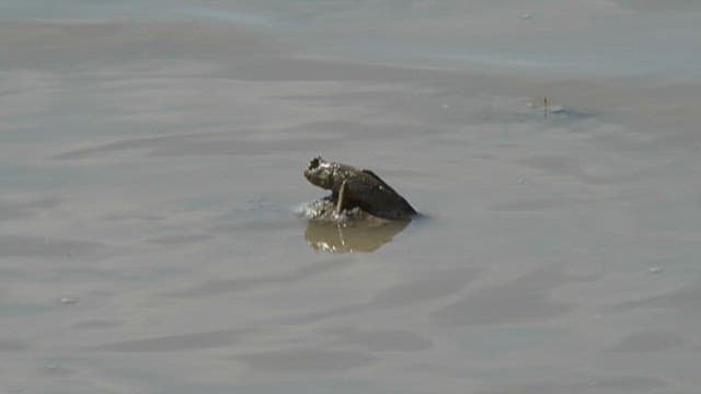 Mudskipper sitting on the wet ground of a tidal flat