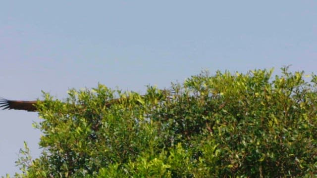 맑은 하늘을 나는 맹금류