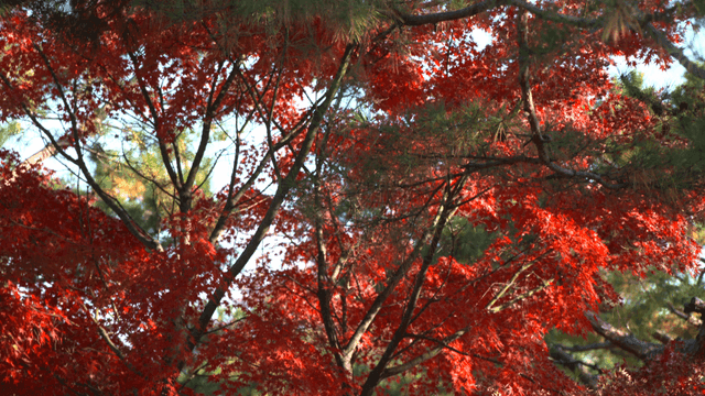 Vibrant red maple leaves in autumn