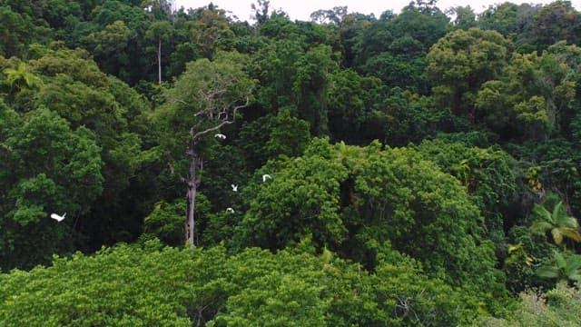 Dense forest with birds flying