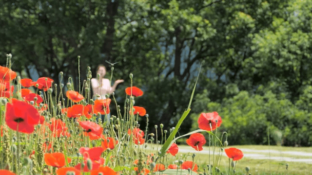활짝 핀 붉은 양귀비 꽃밭