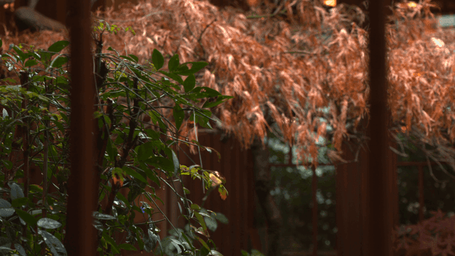 Garden with green plants