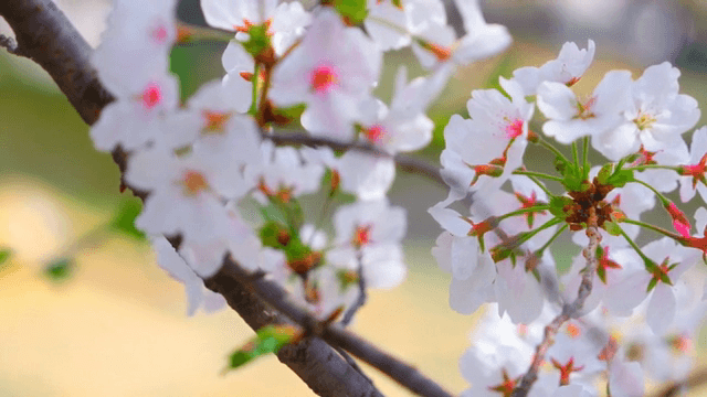 Cherry blossoms in full bloom on a branch