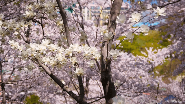 만개한 목련 꽃