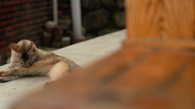 뒷마당에서 그루밍을 하고있는 고양이