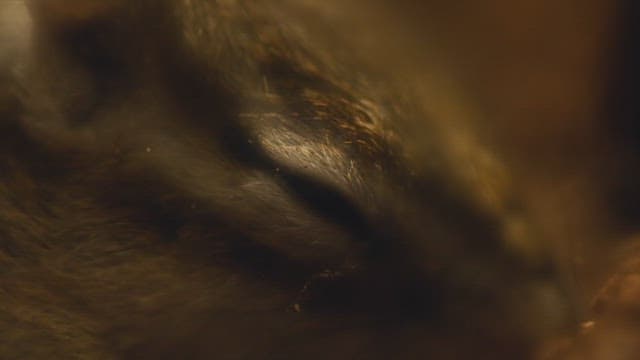 겨울잠 자는 다람쥐