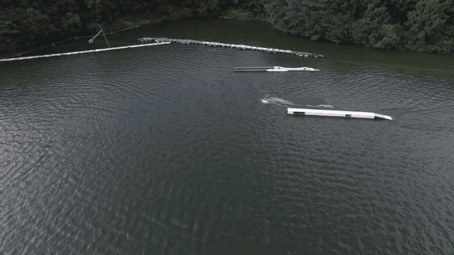 고요한 호수에서 웨이크보드를 타는 사람