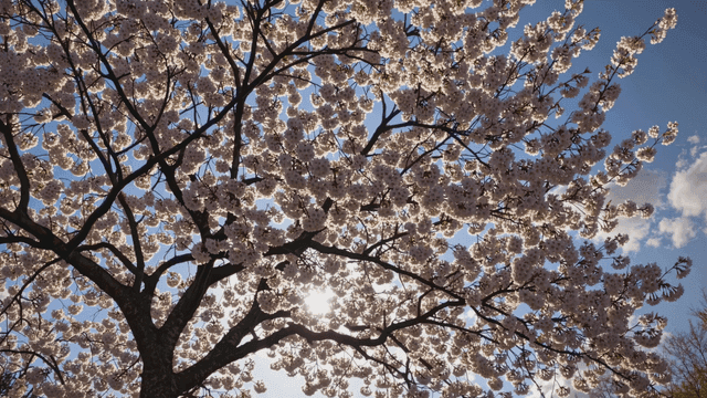 Cherry blossoms with sunlight filtering through