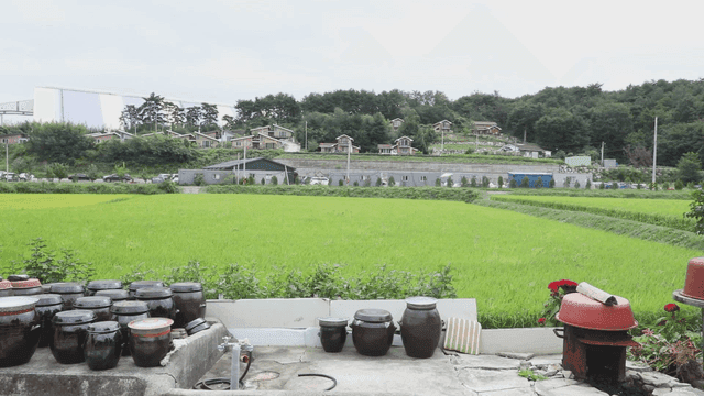 Traditional jars and green rice fields