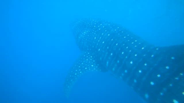 Majestic Whale Shark Swimming in the Ocean