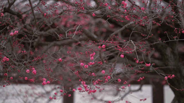 Pink blossoms on tree branches