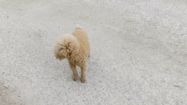 Small curly-haired poodle dog standing on an outdoor concrete floor