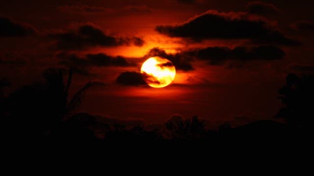 Silhouette of Trees Against a Sunset Sky