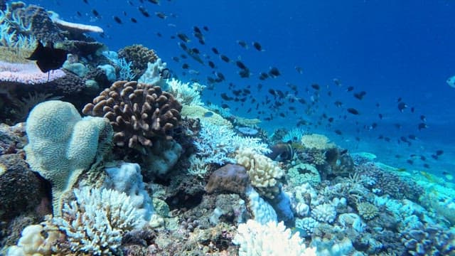 Vibrant coral reef teeming with fish